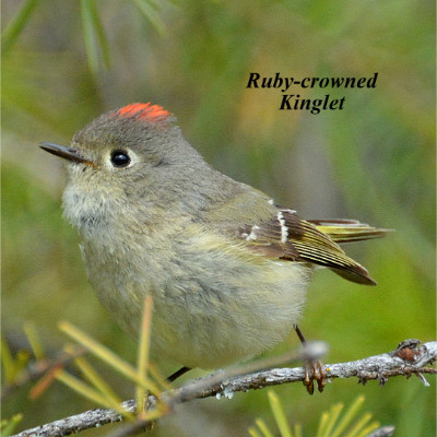 Ruby-crowned Kinglet